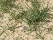 salt cedar, tamarisk (Tamarix parviflora) 